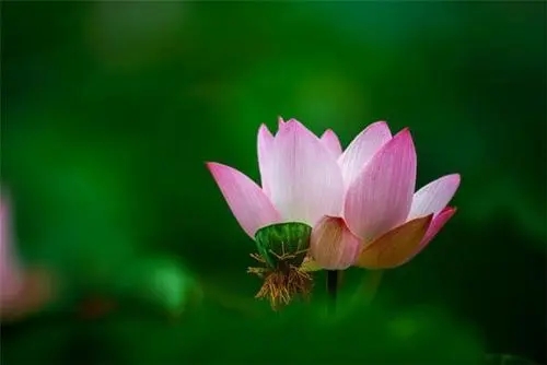 佛语心静的句子文案