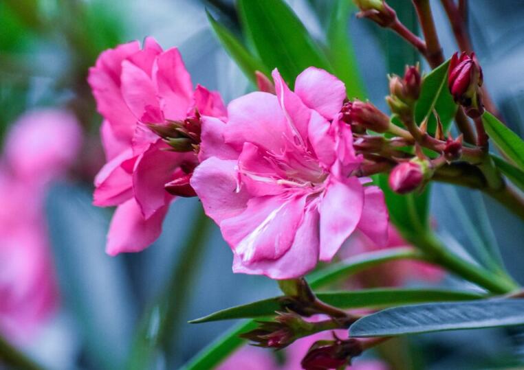 描写夹竹桃的优美语句文案