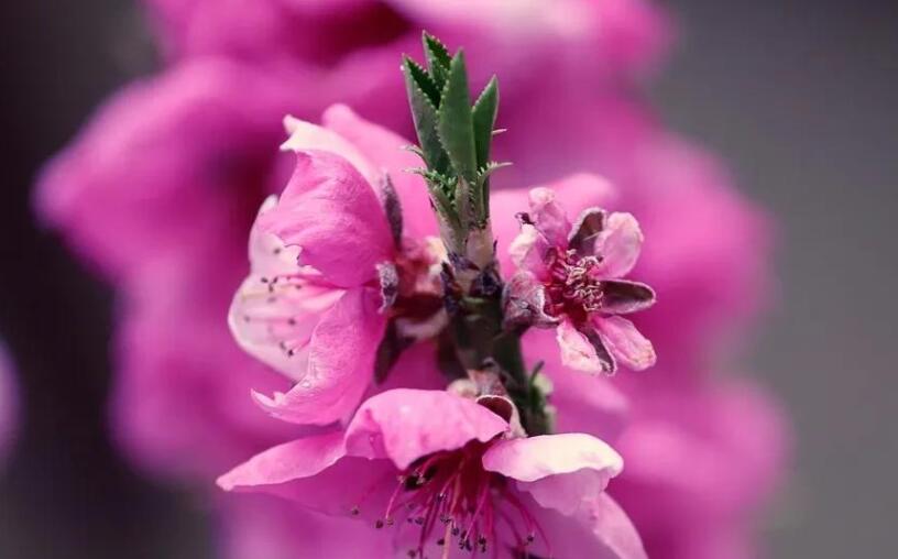 描写春天桃花的优美句子文案