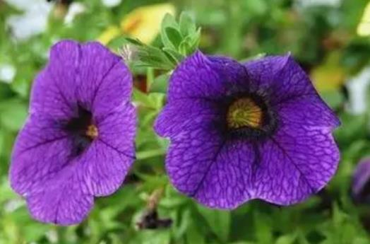 希望我们永远不分开句子文案