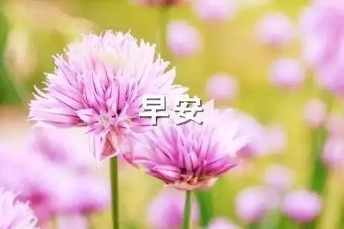 欣赏花与问候短句