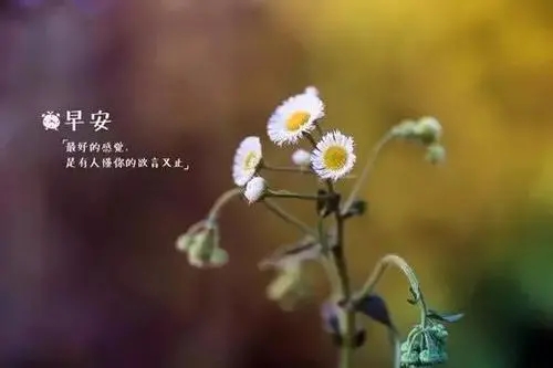 早安励志女人经典语录文案