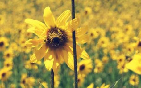 激励早上好的句子文案