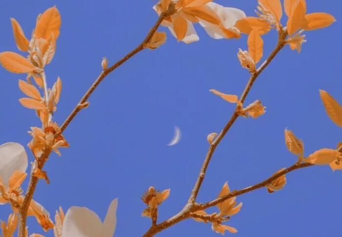 有关成长代价的句子文案