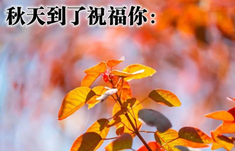 早晨问候的句子文案和图片