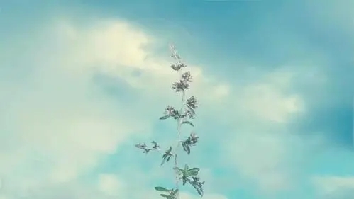 适合春天的浪漫句子文案