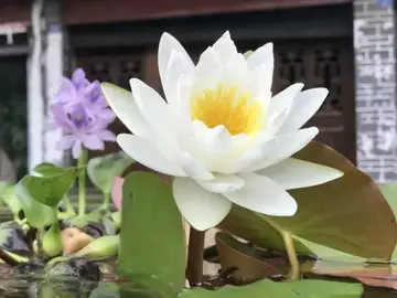 关于白露的诗句文案杜甫