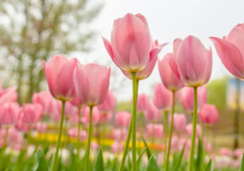 郁金香的句子文案