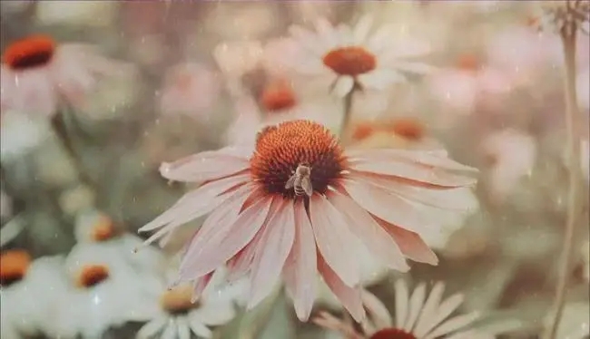 有关微笑的优美短句