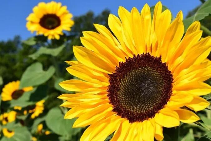 对向日葵的赞美短句