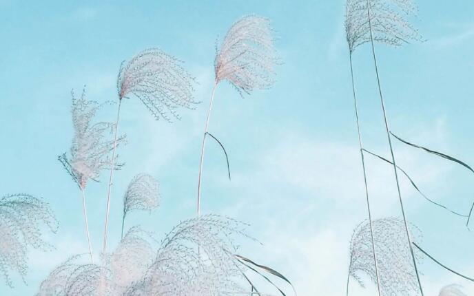 心情美美哒说说文案