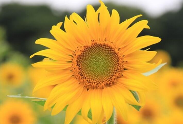 开朗阳光的句子文案