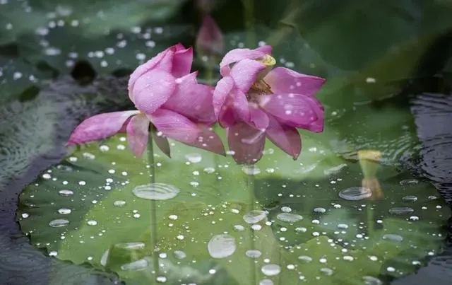 立夏的唐宋诗词