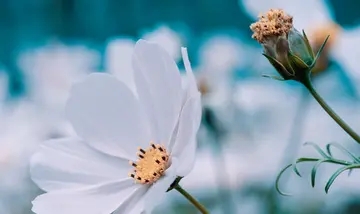 感悟成熟的语录文案