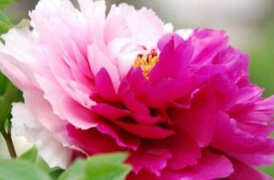 描写牡丹的诗句文案