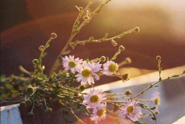 日常生活祝福语大全