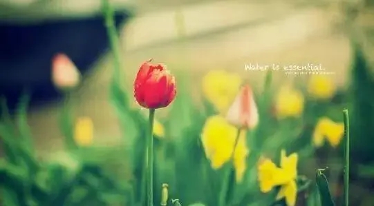 心中对你的思念的句子文案