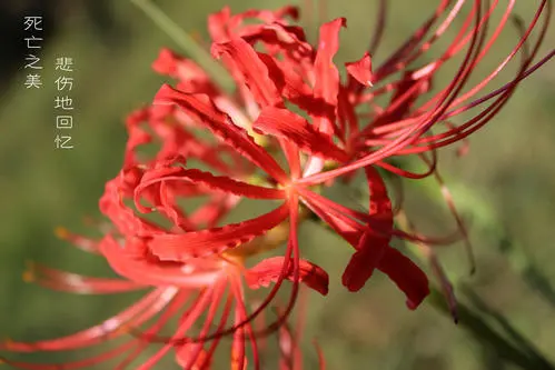 描写曼珠沙华的诗词