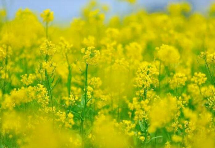 描写油菜花的优美句子文案