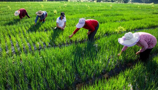 描写春天田间劳作的诗句文案