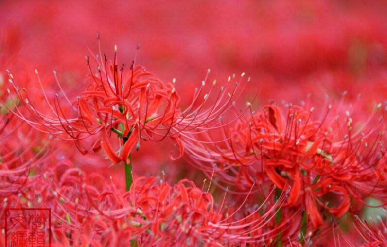 彼岸花古风句子文案霸气