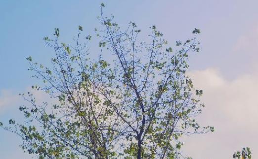 清明节追思寄语