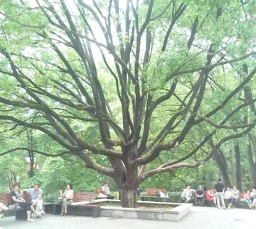 描写树下乘凉的句子文案