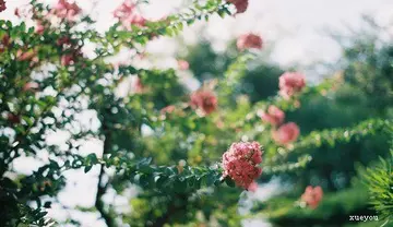 描写春天的美文美段