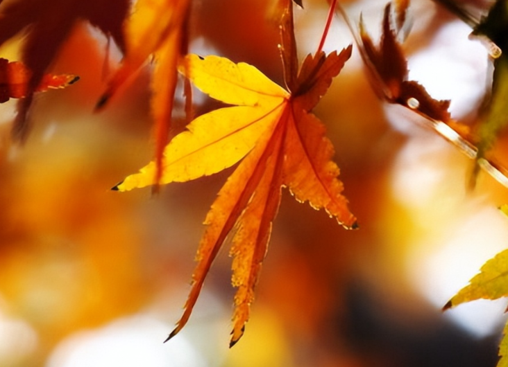 描写秋天景色的句子文案