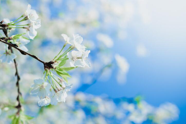 春天梨花的诗句文案古诗