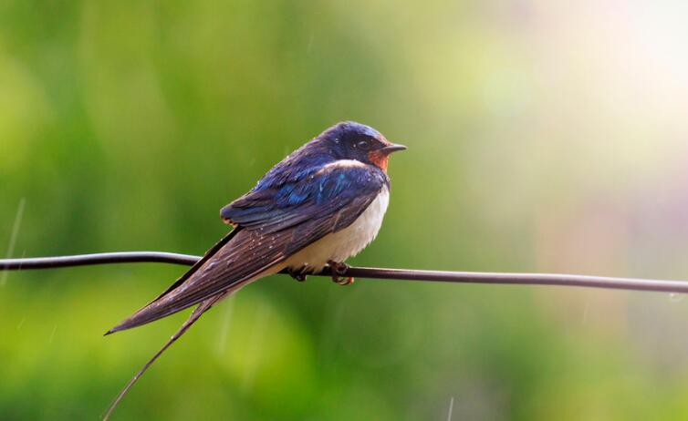 关于燕子的诗句文案
