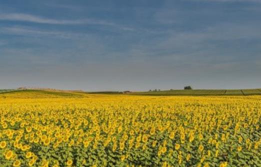 下雪的感言短句