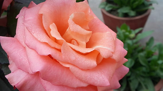 夫妻携手一生的句子文案