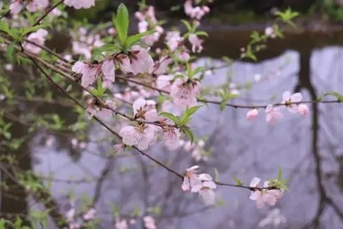 和春天赴场约会的说说文案