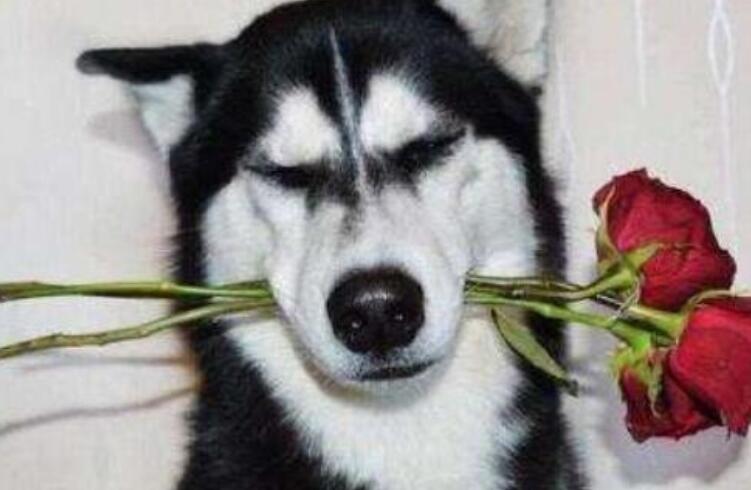 搞笑的英文句子文案大全