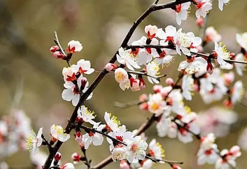 描写杏花的诗句文案