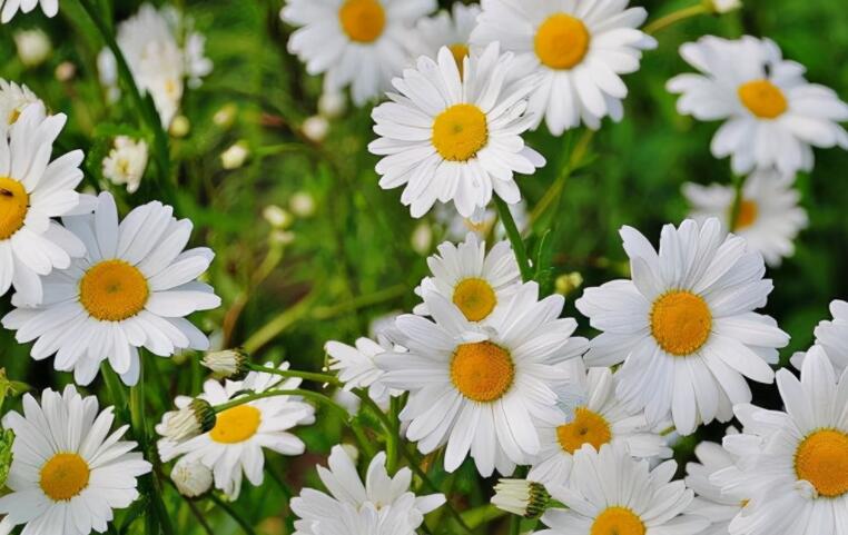 记录清晨美好的句子文案