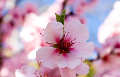 描写春天桃花的一段话