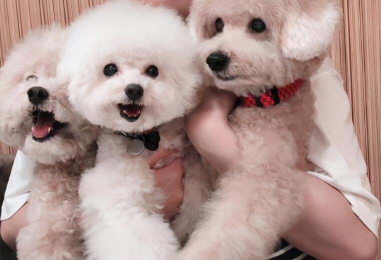 朋友圈晒狗配文