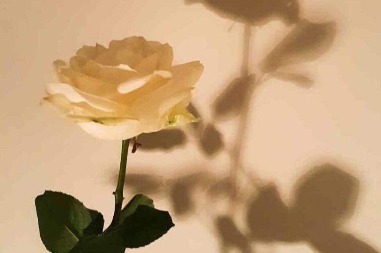 二月经典语录文案