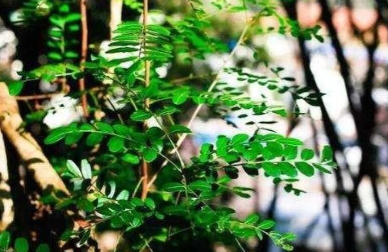 带有五月的诗句文案