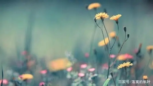 形容高贵优雅的句子文案