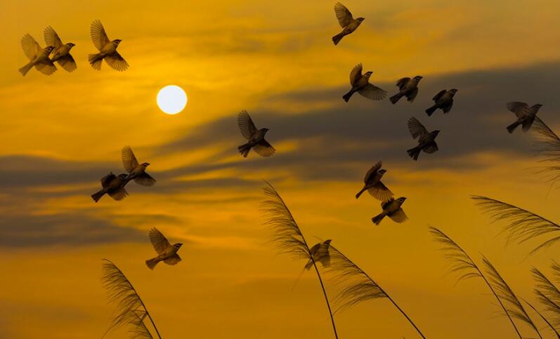 有哪些超脱世俗的唯美诗句文案