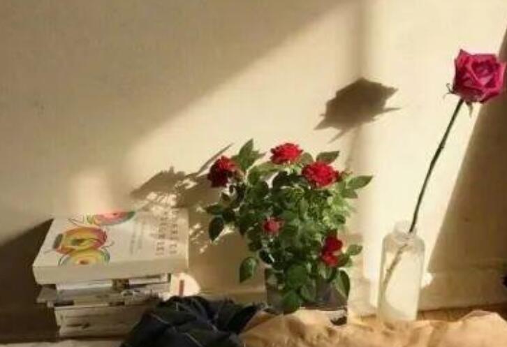 经典美句摘抄短句赏析