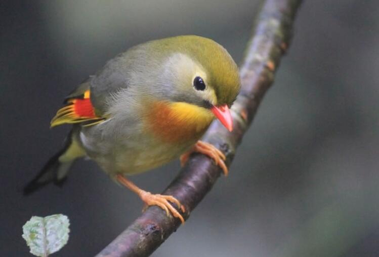 爱鸟周的宣传标语