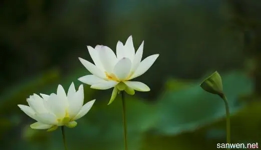 描写荷花的美文摘抄