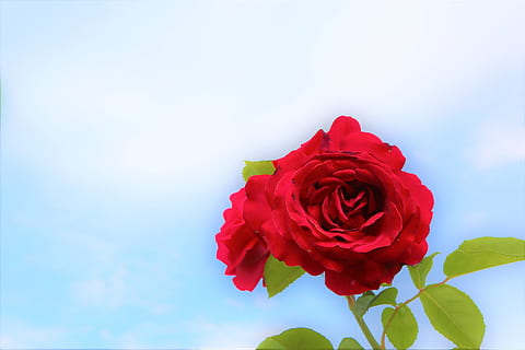 如何挽回一段感情方法的句子文案