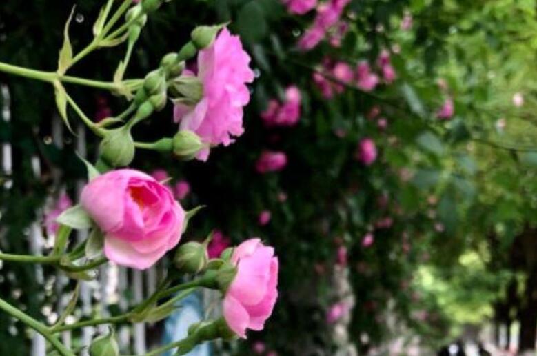 关于再回首的一段话