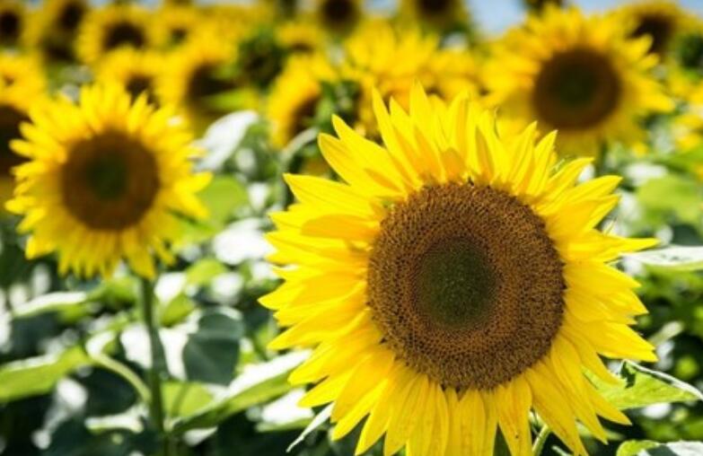 早上签到励志句子文案