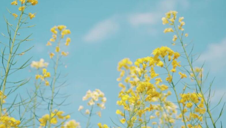 描写夏末初秋的优美句子文案